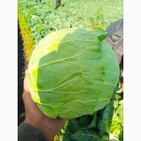 Продам капусту від постачальника з 5 тонн. Ціна договірна