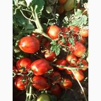 Продам томат