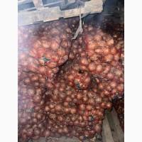 Продам цибулю оптом 2 сорт