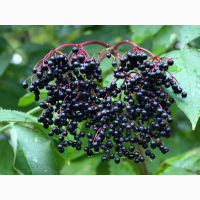 Продам свіжу ягоду бузини