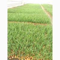 Продам зелену цибулю