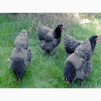 Інкубаційне яйце та курчата. Джерсійського гіганта. чорний та блакитний. Птиця