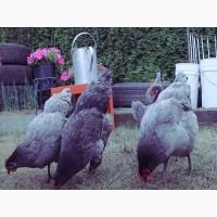 Інкубаційне яйце та курчата. Джерсійського гіганта. чорний та блакитний. Птиця