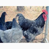 Інкубаційне яйце та курчата. Джерсійського гіганта. чорний та блакитний. Птиця