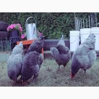 Інкубаційне яйце та курчата. Джерсійського гіганта. чорний та блакитний. Птиця