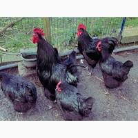 Інкубаційне яйце та курчата. Джерсійського гіганта. чорний та блакитний. Птиця