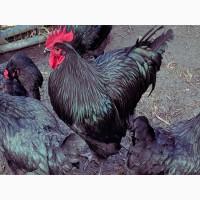 Інкубаційне яйце та курчата. Джерсійського гіганта. чорний та блакитний. Птиця