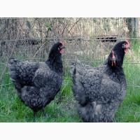 Інкубаційне яйце та курчата. Джерсійського гіганта. чорний та блакитний. Птиця