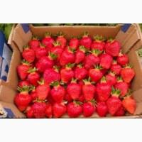 Полуниця Хоней | Гурт від 3 тонн | Якісний врожай 2025