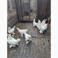 Інкубаційне яйце білого міфлера