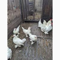 Інкубаційне яйце білого міфлера