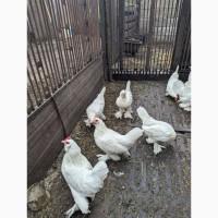 Інкубаційне яйце білого міфлера