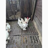 Інкубаційне яйце білого міфлера