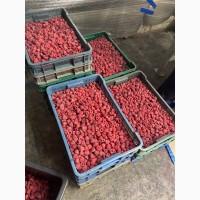 Куплю свіжу малину оптом на заморозку