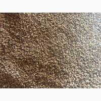 Насіння твердої ранньої пшениці Ріно