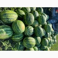 Продам 20 тонн смачного кавуна з поля
