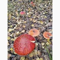 Червоний мухомор, збір 2025 року