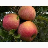 Продам яблука