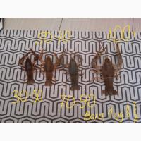 РАКИ Королі до столу