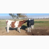Продам стадо молодых коров