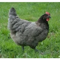 Продаю м’ясо-яєчних курчат Гріз Сендрі