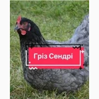 Продаю м’ясо-яєчних курчат Гріз Сендрі
