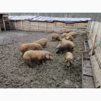 Свині та Порося угорська мангалиця
