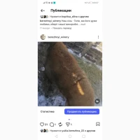 Свині та Порося угорська мангалиця