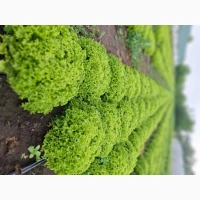 Продам салат бионда сорт левистро