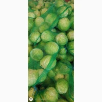 Капуста гурт продам