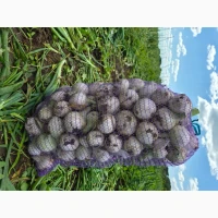 Продам цибулю