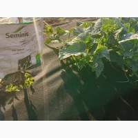 Продам огурцы элитных гибридов, Диез Ф1, Шакти Ф1, Маша ф1