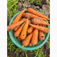 Продам морковь молодую Абако
