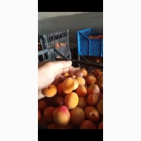 Продам абрикос на джем