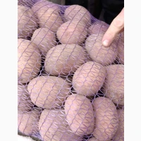 Куплю картоплю