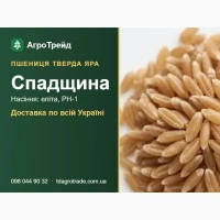 Посівна пшениця Спадщина - насіння еліта, РН-1