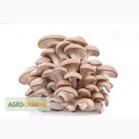 Продаємо гриби Гливи