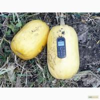 Купити посевной материал тыквы Болгарка Дамский ноготь