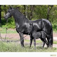 Фризский жеребенок