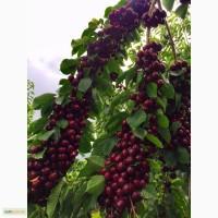 Саженцы черешни на карликовом подвое ВСЛ-2