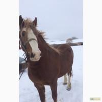 Продам Русского Тяжеловоза