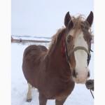 Продам Русского Тяжеловоза