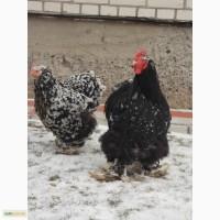 Інкубаційні яйця