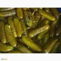Продам огурцы соленые бочковые