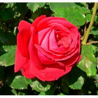 Саженцы роз сорт Dame de Coeur (Дам де Кёр)