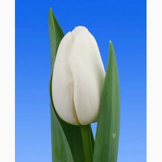 Луковица тюльпана оптом Haakman Flowerbulbs