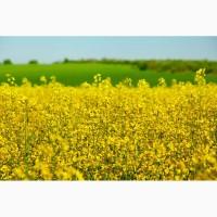 Насіння ріпаку / Редстоун СТІЙКИЙ ДО РАУНДАПУ / Рапс озимый РЕДСТОУН