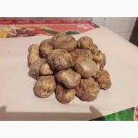 Продам білий трюфель