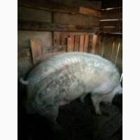 Продам Бывших хряков, На Мясо, Донецк