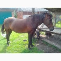 Продам кобилу 8 років